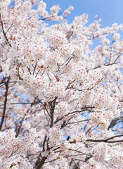 Beautiful cherry blossom sakura with nice blue sky