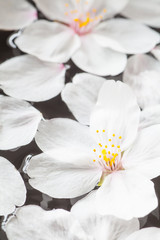 Plakat Close - up beautiful cherry blossom sakura flower