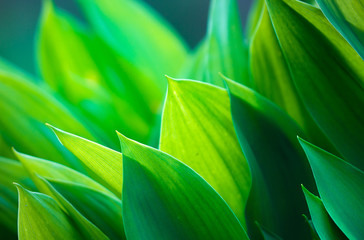 tender leaves of lily of the valley