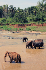 Elephants in the water,Pinnawala, Sri Lanka
