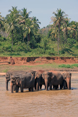 Elephants in the water,Pinnawala, Sri Lanka
