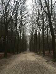 Naklejka premium forrest in winter 