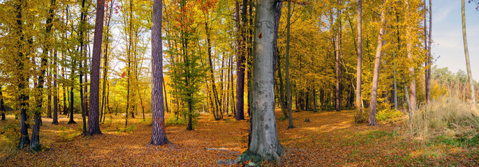 autumn forest panorama