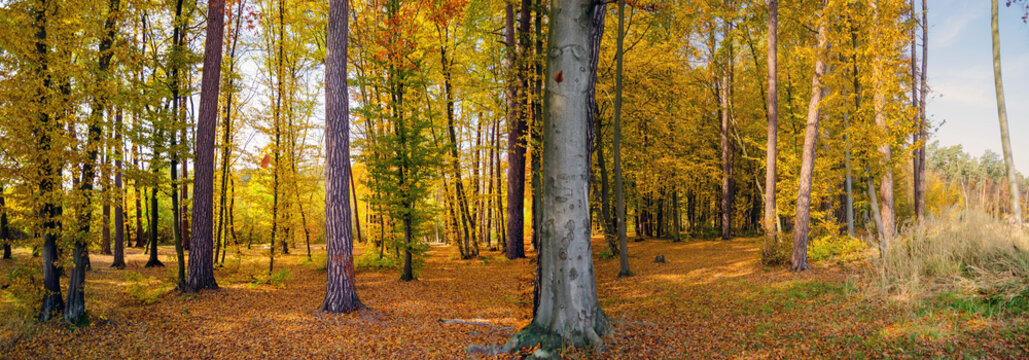 Fototapeta autumn forest panorama