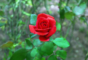 blooming red rose in the nature