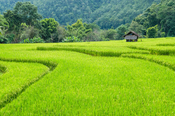 Obraz premium rice field on terraced