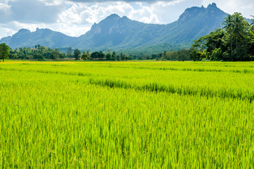 rice field