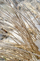 Zimowy ogród © Bydlinska