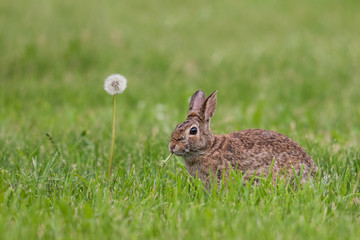 Cottontail, Italy