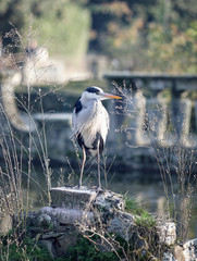 Grey heron bird in the gardens of Pitti Palace in Florence, Italy.