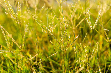 fresh green grass background