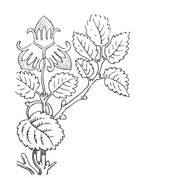 Hand drawn illustration of strawberry bushes vector. Branch with