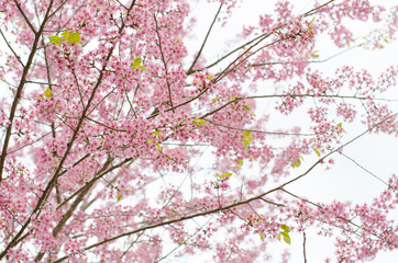 Wild Himalayan Cherry bloomimg on tree at Phu lom lo mountain, L