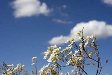 White Flower Tree with Blue Sky