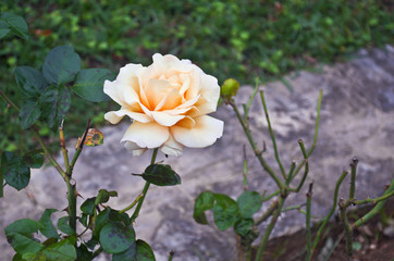 white and orange rose in the nature