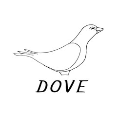 Hand draw dove style sketch