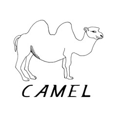 hand draw a camel