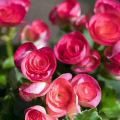Red Begonia Flower