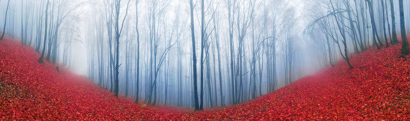 Obraz premium Beech forest in autumn