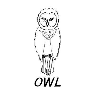 hand draw a sketch in the style of an owl 
