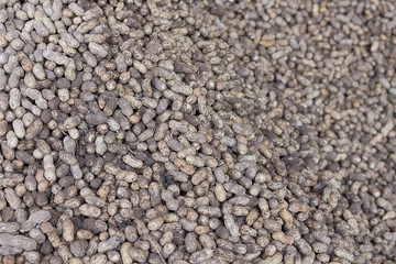 freshly harvested peanuts with soil