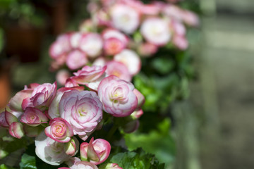 Pink Begonia Flower Closeup