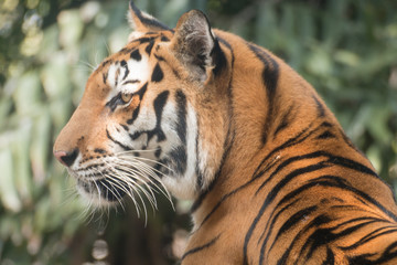 Tiger, of a bengal tiger.