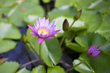 Purple Lotus in Pool