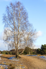 De heide en zandverstuiving van het Rozendaalse veld bij Annhem