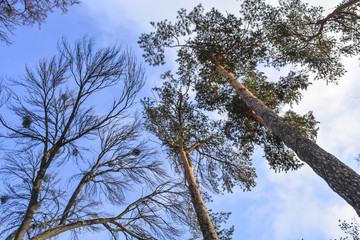 Небо в зимнем парке