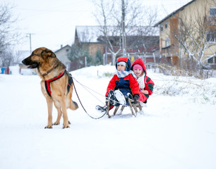 German Shepherd Dog pulling children on sleds during snow time
