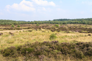 Fototapeta na wymiar De heide en zandverstuiving van het Rozendaalse veld bij Annhem