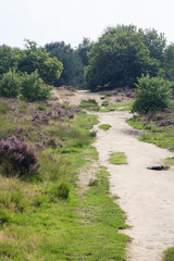 Fototapeta na wymiar De heide en zandverstuiving van het Rozendaalse veld bij Annhem