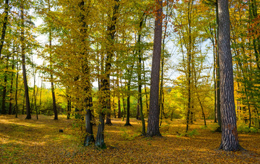 Obraz premium Forest lane in autumn colors