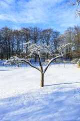 Fototapeta premium De heide en zandverstuiving van het Rozendaalse veld bij Annhem