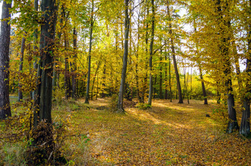 Forest lane in autumn colors