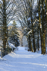 De heide en zandverstuiving van het Rozendaalse veld bij Annhem