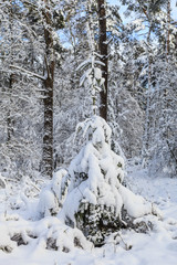 Winter op het Rozendaalse veld bij Arbhem