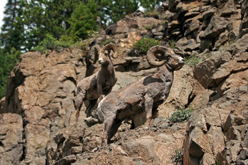 Two Bighorn Sheep Rams on rock face in the United States