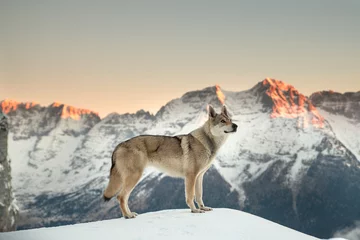 Zelfklevend Fotobehang Karpatische Wolf (Tsjechoslowaakse) © groster