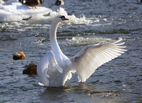 Белый лебедь на озере зимой