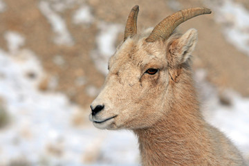 Bighorn Mountain Sheep outside Jackson Hole WY