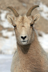 Bighorn Mountain Sheep outside Jackson Hole WY