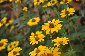 オレンジ色の花　反魂草　ハンゴンソウ 　鮮やか