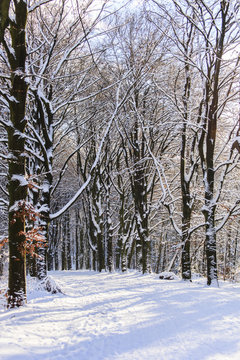 Winter op het Rozendaalse veld bij Arbhem