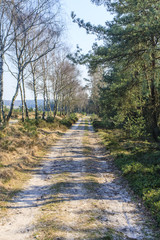 De heide en zandverstuiving van het Rozendaalse veld bij Annhem