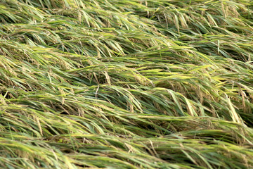 Ripe paddy crop affected by cyclone in India