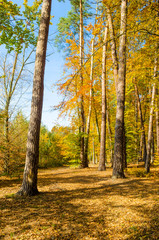 Fototapeta premium Leśna aleja w jesiennych kolorach