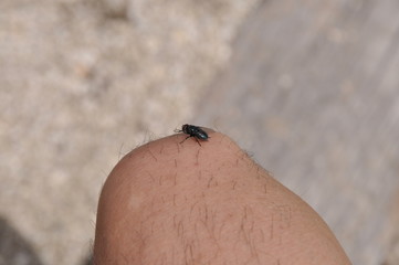 Obraz premium 膝の上の銀蝿