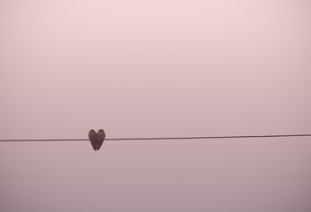 heart shape, lovely couple of birds on electric cable in lovely  background